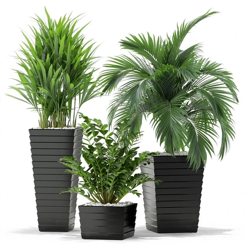 现代植物盆栽