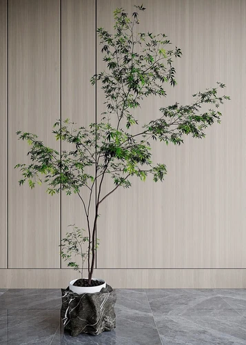 现代盆栽盆景植物
