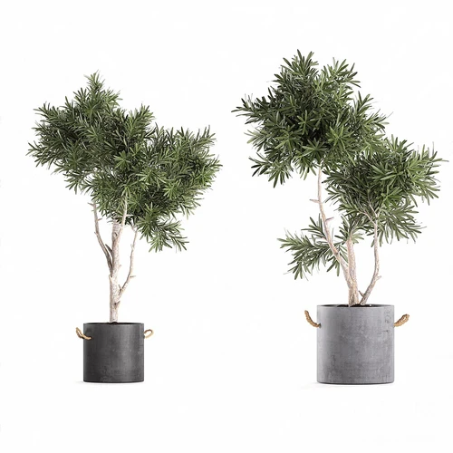 现代盆栽植物