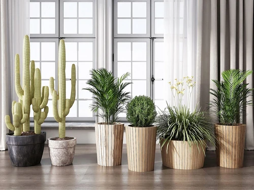现代盆栽植物组合