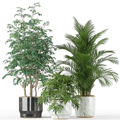 现代植物盆栽盆景