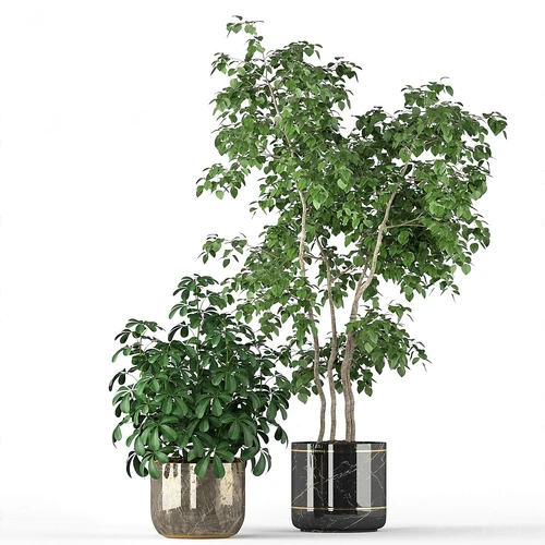 现代绿植盆栽