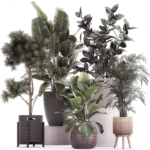 现代绿植盆栽