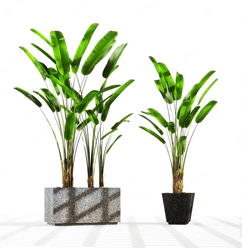 植物盆景摆件