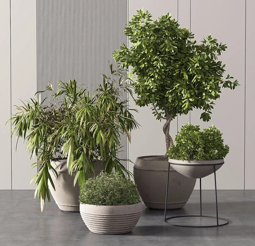 现代盆栽植物