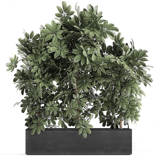现代绿植盆栽