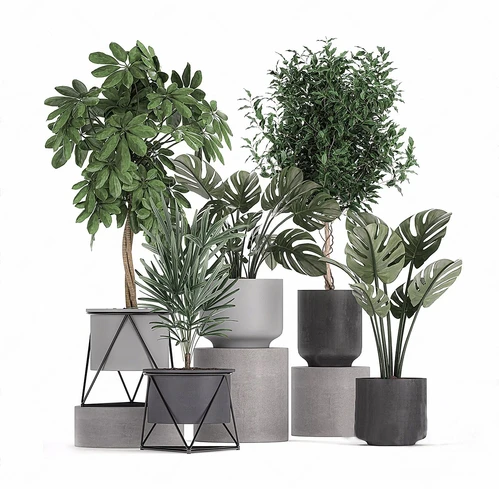现代盆栽植物