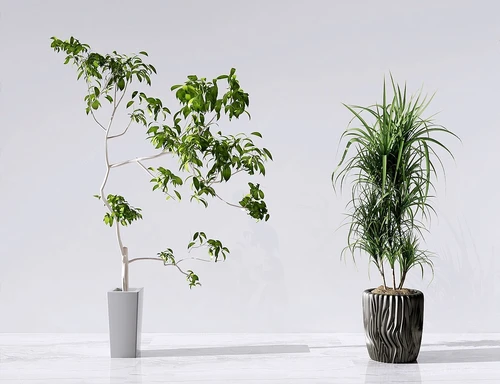 现代植物盆栽