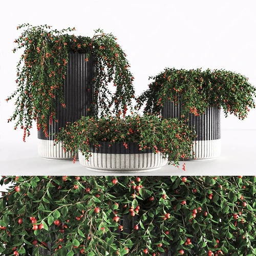 现代盆栽植物