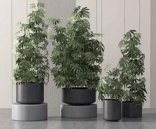现代盆栽植物