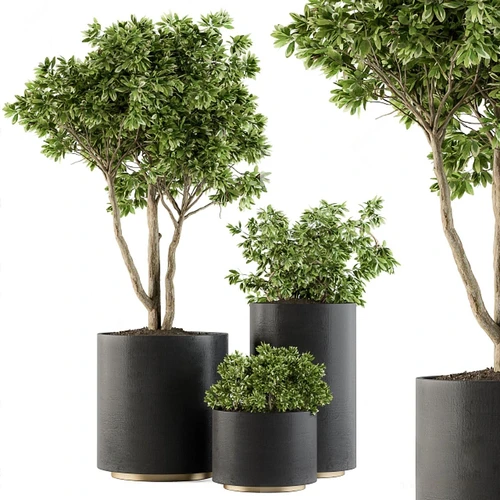 现代植物盆栽