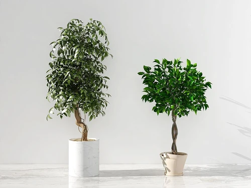 现代植物盆栽