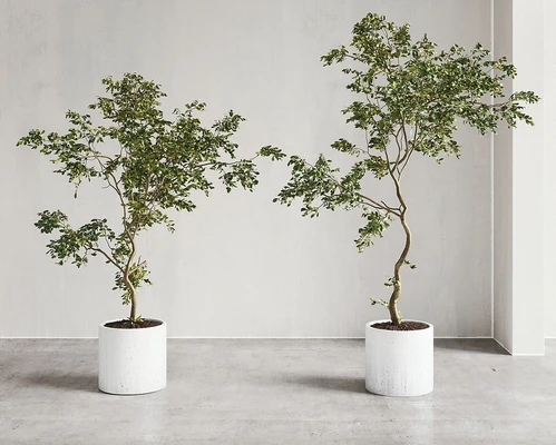 现代绿植盆栽组合