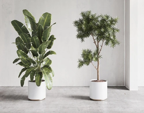 现代植物盆栽组合