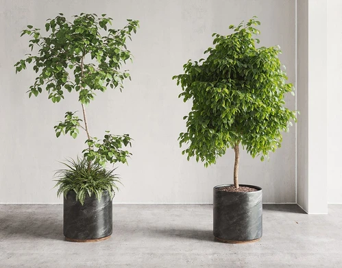 现代植物盆栽组合