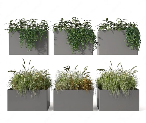 现代植物盆栽