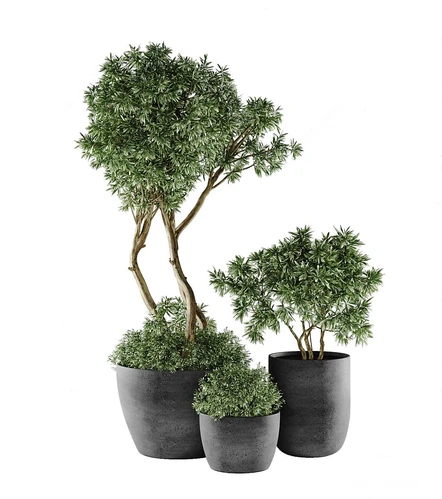 现代植物盆栽