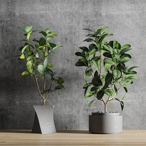 现代植物盆栽
