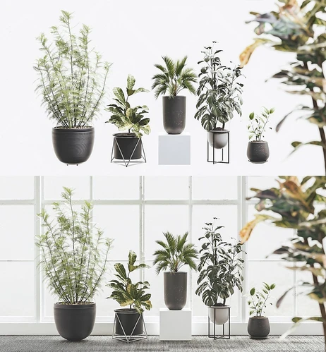 现代盆栽绿植组合