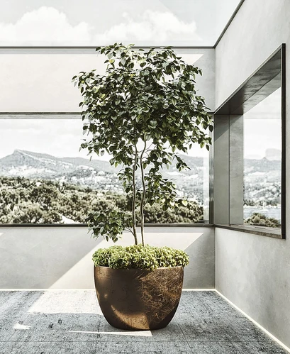 现代植物盆栽