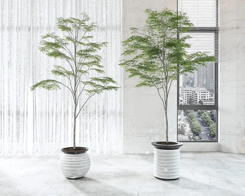 盆栽盆景植物组合