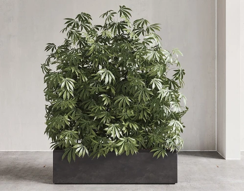 现代植物盆栽组合