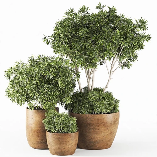 现代盆栽植物组合