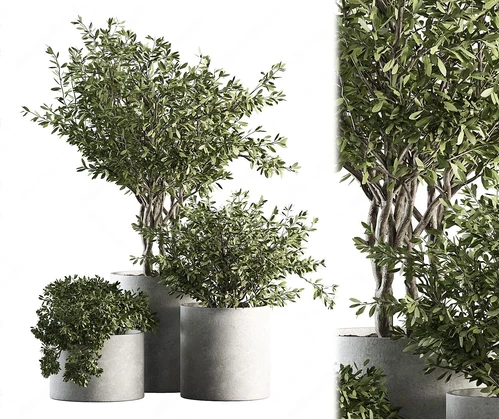 现代植物盆栽组合