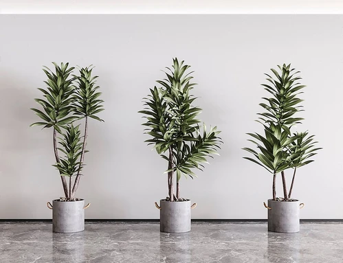 现代盆栽盆景植物组合