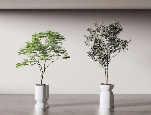现代盆栽盆景植物