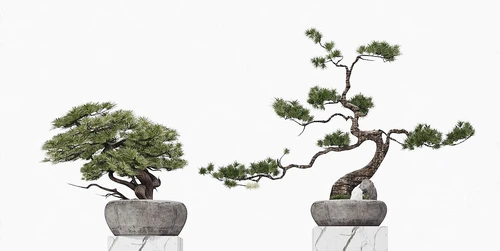 新中式松树盆栽盆景