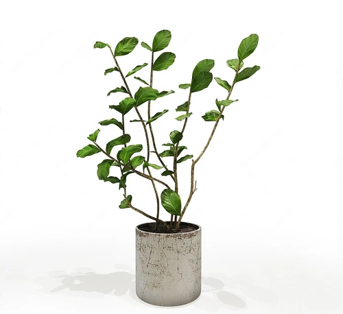 现代绿植盆栽