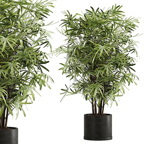 室内植物