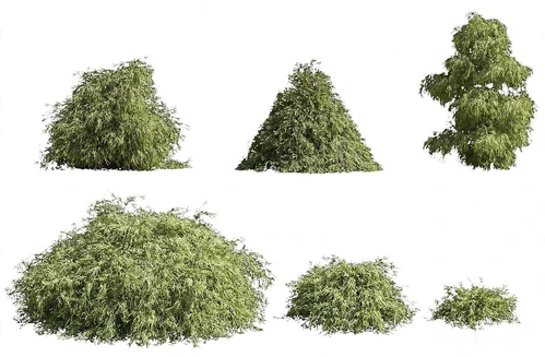 现代灌木植物