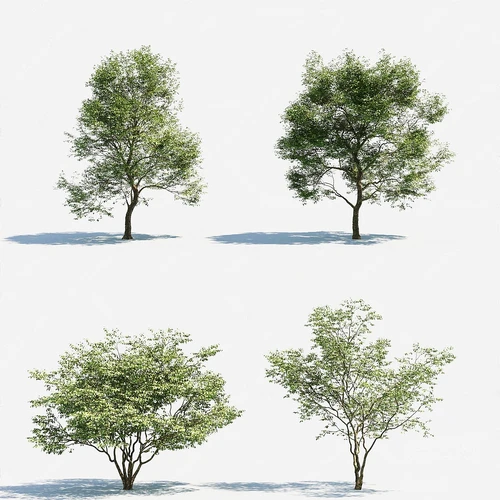 现代景观树
