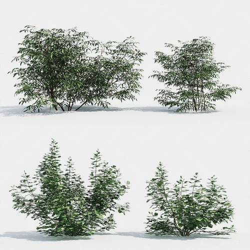 绿植灌木