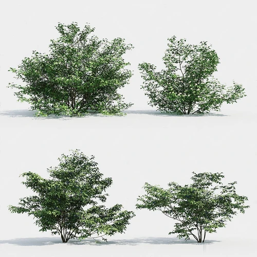 绿植灌木
