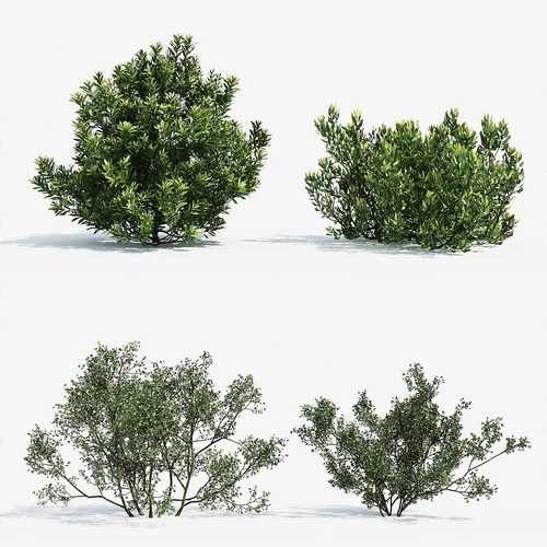 绿植灌木