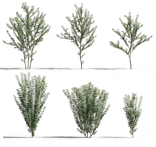 现代灌木植物