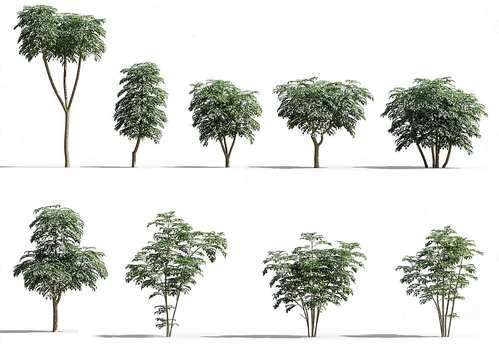 现代景观树木