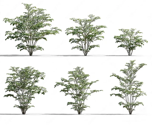 现代灌木植物
