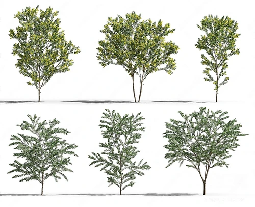 现代灌木植物