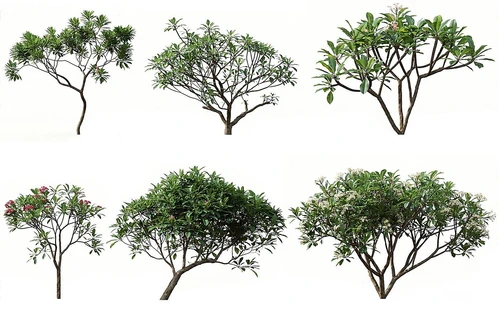 鸡蛋花树