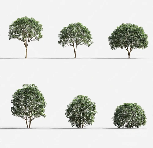景观树