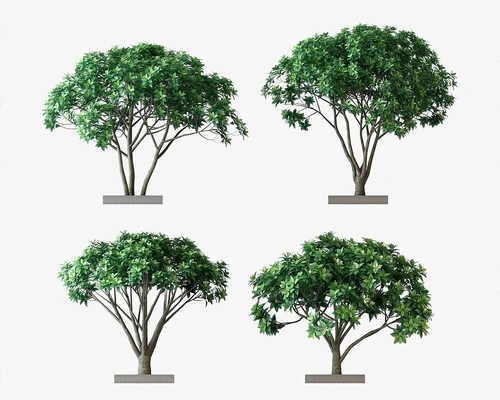 绿植组合