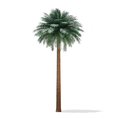 景观树
