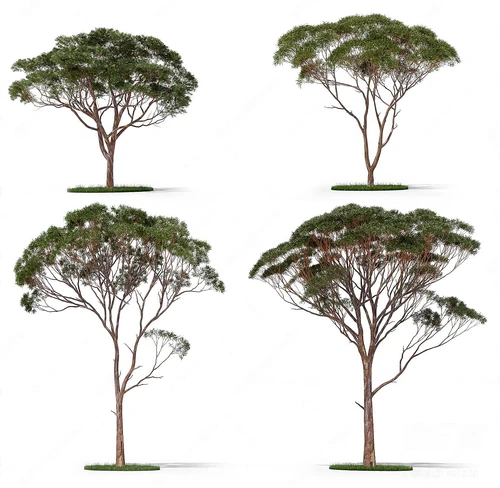 桉树