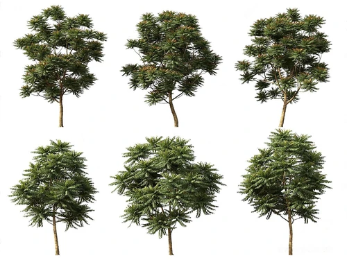 现代室外植物组合