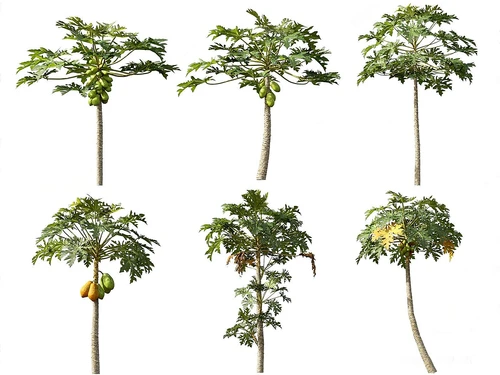 室外热带植物