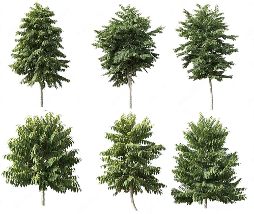 室外植物组合